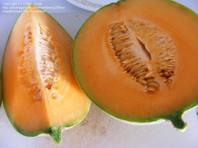 معرفی و راهنمای پرورش سیفی جات - کانتالوپ یا گرمک